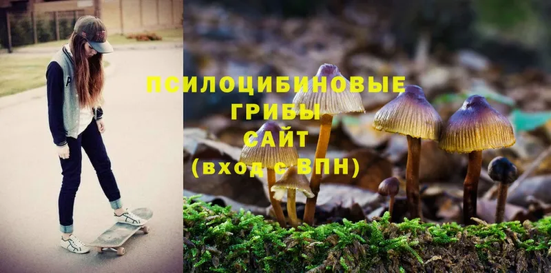 Псилоцибиновые грибы Cubensis  blacksprut сайт  Андреаполь 